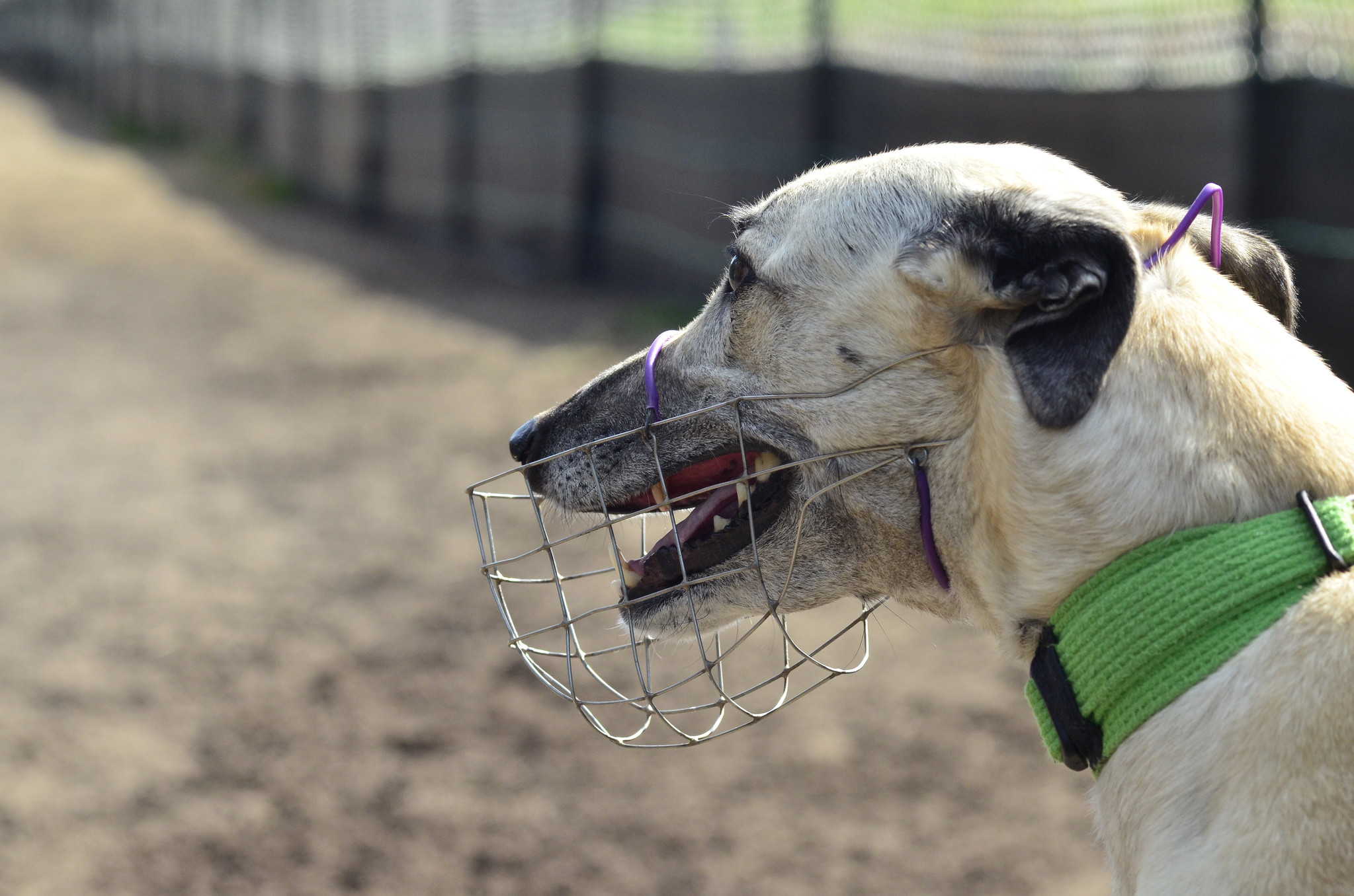 How to Spot the Best Greyhound Betting Sites