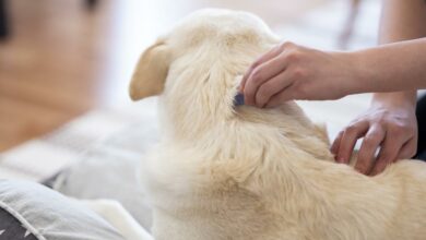 A Guide to Combating Tick and Flea Problems in Pets