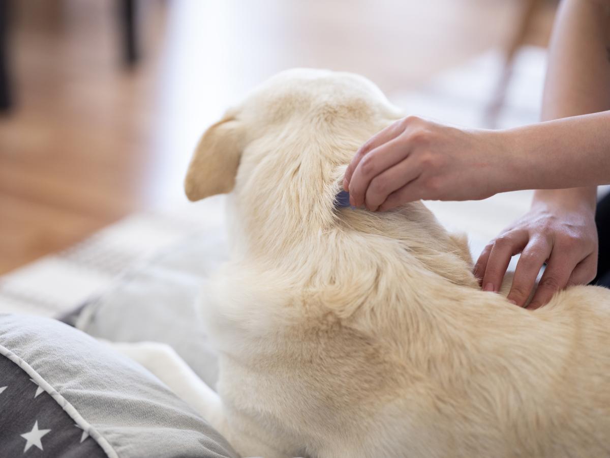 A Guide to Combating Tick and Flea Problems in Pets