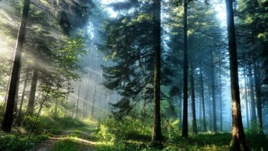 Forest Monitoring: How EOSDA Does It