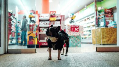 500+ Best, Cool, Catchy Pet Store Name Ideas